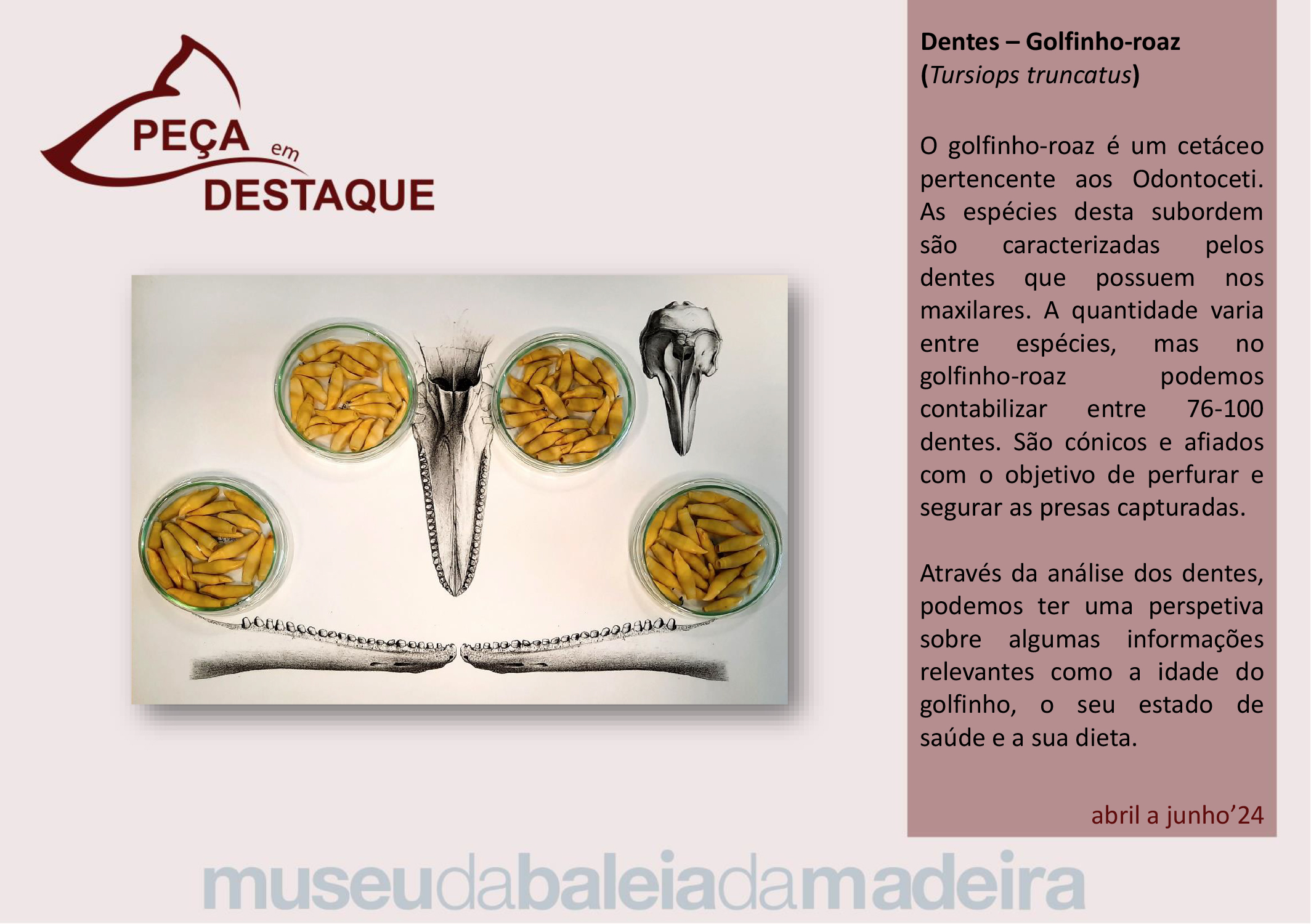 Pea em destaque - 2 trimestre 2024-Port
